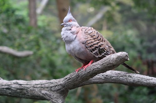 Paukštis,  Zoo,  Honkongas,  Pobūdį,  Balandis