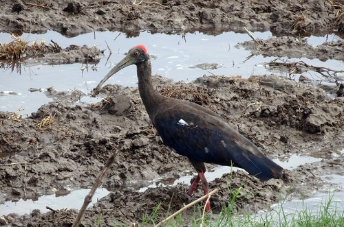 Paukštis,  Indinis Juodasis Ibis,  Didieji Ibiai Papillosa,  Indian Juoda Ibis,  Juoda Ibis,  Ibis,  Gyvūnijos,  Pobūdį,  Gyvūnas,  Indija