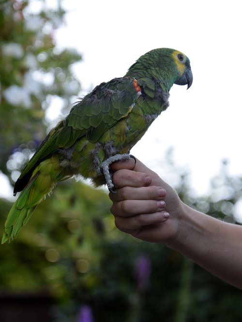 Paukštis,  Parrot,  Ranka,  Turėti,  Išlaikyti,  Žmogus,  Gyvūnas,  Plunksnos,  Plunksna,  Skraidantis,  Sparnas,  Sąskaita