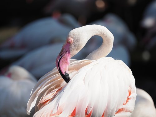 Paukštis,  Flamingo,  Balti,  Snapas,  Akių,  Kaklo,  Gyvūnas,  Plunksna,  Rožinis,  Oranžinė,  Paukščiai