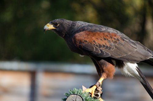 Paukštis,  Sakalais,  Zoo,  Raptor,  Bill,  Plunksnos,  Plėšrusis Paukštis,  Falcon,  Plėšrūnas