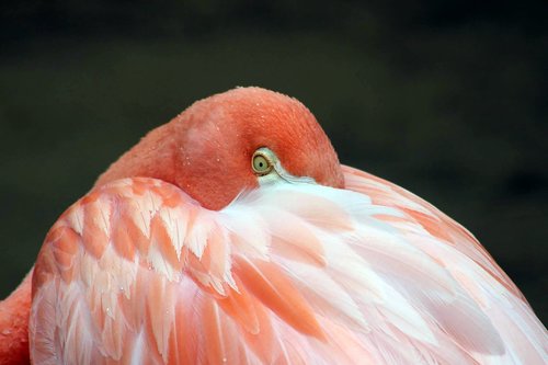Paukštis,  Rožinis,  Flamingo,  Pobūdį,  Gyvūnas,  Plunksnos