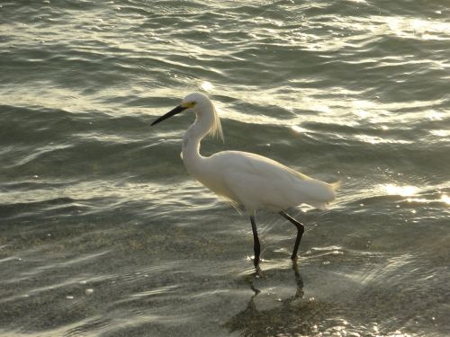 Paukštis, Mar, Papludimys