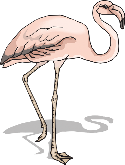Paukštis, Šešėlis, Sparnai, Flamingo, Ilgai, Kaklas, Kojos, Plunksnos, Nemokama Vektorinė Grafika