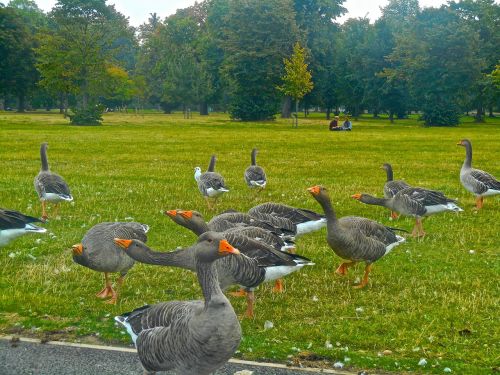 Paukštis, Gyvūnai, Žąsis, Kensingtono Sodai, Hyde Parkas, Londonas