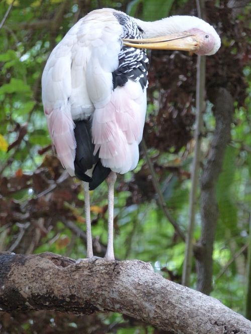 Paukštis, Marabou, Tailandas