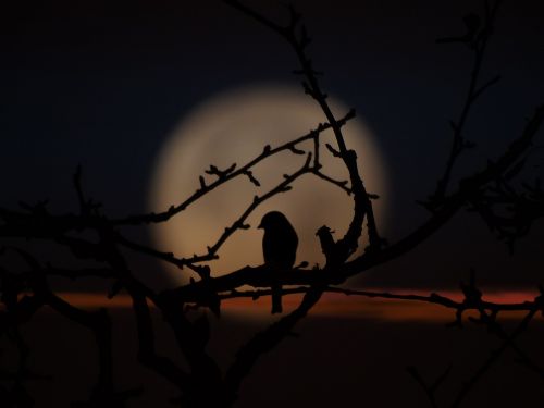 Paukštis, Vakaras, Mėnulio Šešėlis, Filialai, Prieš Mėnulį, Dangus