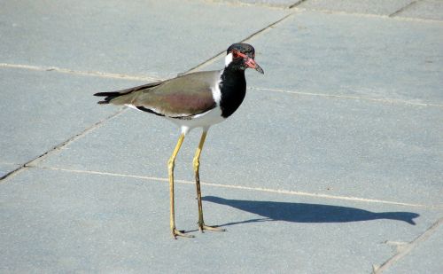 Paukštis, Lapwing, Redwattled, Fauna, Laukinė Gamta, Paukštis, Gamta, Gyvūnas, Ornitologija, Ahmedabadas, Indija