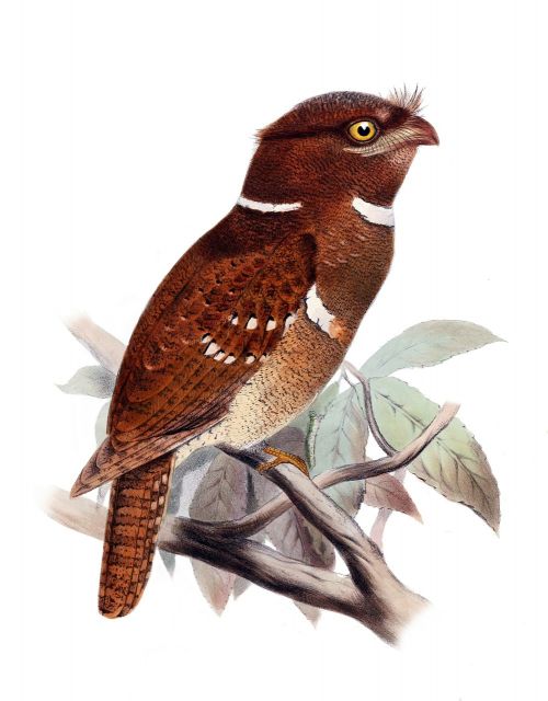Paukštis, Owl Schwalme, Batrachostomus Septimus, Piešimas, Schwalm Kaip, Caprimulgiform, Podargidae, Filipinų Žandikaulis