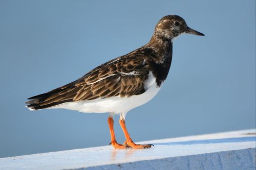 Paukštis, Gyvūnas, Gamta, Ruddy Turnstone