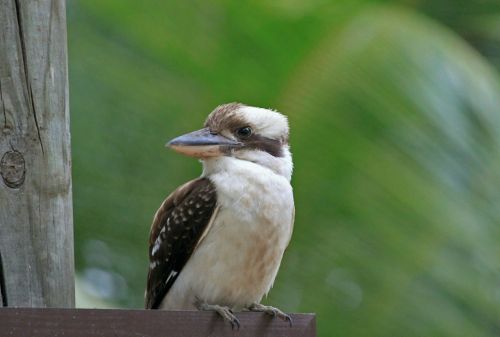 Paukštis, Kookburra, Australia, Lachender Hans, Plumėjimas