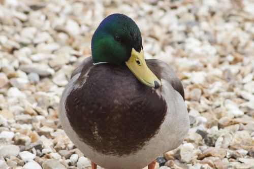 Paukštis, Fauna, Antis, Meletas, Gamta, Gyvūnas, Laukinė Gamta, Laukiniai, Plunksna, Vandens Paukščiai, Paukščių Stebėjimas, Plumėjimas, Ornitologija, Natūralus, Paukščiai, Snapas