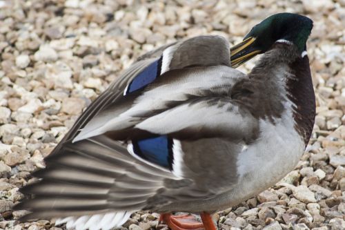 Paukštis, Fauna, Antis, Meletas, Gamta, Gyvūnas, Laukinė Gamta, Laukiniai, Plunksna, Vandens Paukščiai, Paukščių Stebėjimas, Plumėjimas, Ornitologija, Natūralus, Paukščiai, Snapas