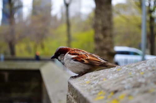 Paukštis, Žvirblis, Gamta, Centrinis Parkas, Niujorkas