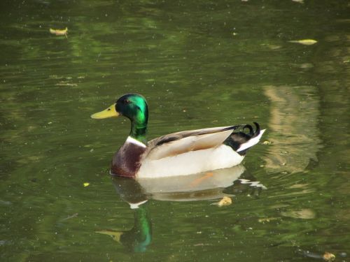 Paukštis,  Gamta,  Gyvūnas,  Ežeras,  Tvenkinys