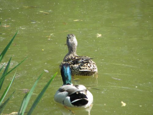 Paukštis,  Gamta,  Gyvūnas,  Ežeras,  Tvenkinys