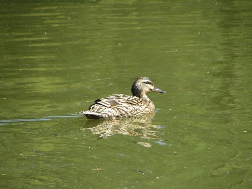 Paukštis,  Gamta,  Gyvūnas,  Ežeras,  Tvenkinys