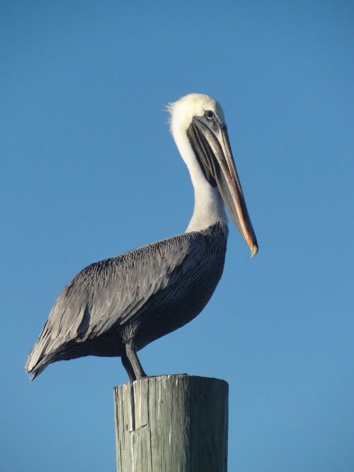 Paukštis, Pelican, Tvora, Dangus, Snapas, Uostas, Uostas, Gamta, Laukinė Gamta, Gyvūnas, Pelecanus, Laukiniai, Plunksna, Ežeras, Sparnas, Lauke, Mėlynas, Kaklas, Pranešimas, Mediena