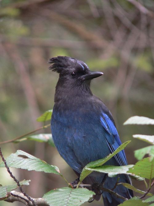 Paukštis,  Mėlyna Jay,  Kanada,  Cianocitta Cristata