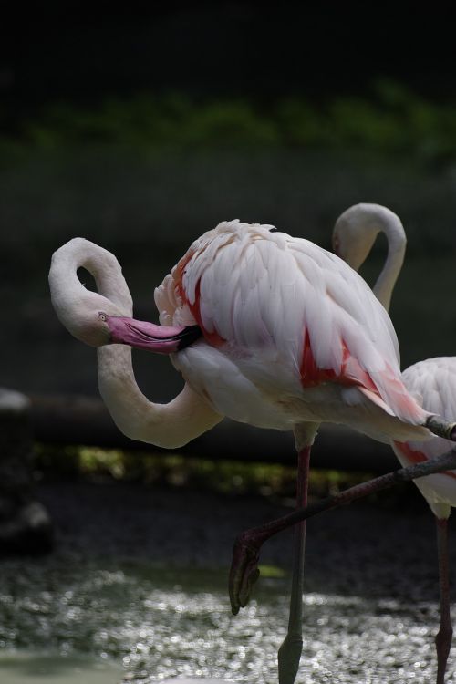 Paukštis, Flamingo, Zoologijos Sodas, Tallinn Zoo