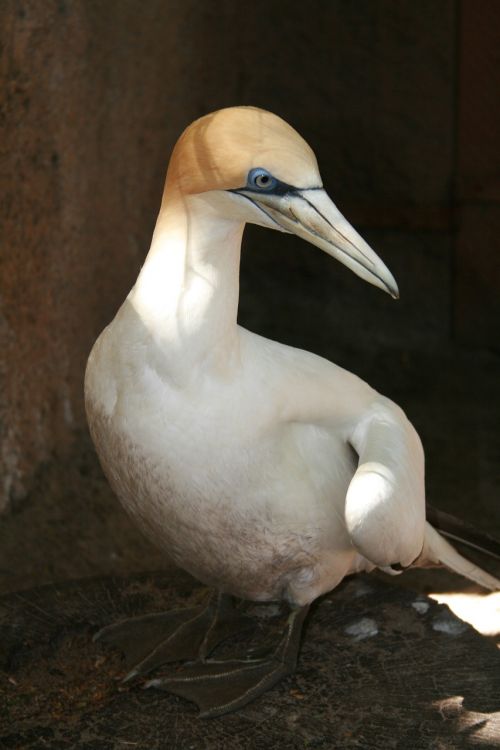 Paukštis,  Melburno Zoologijos Sodas,  Australija
