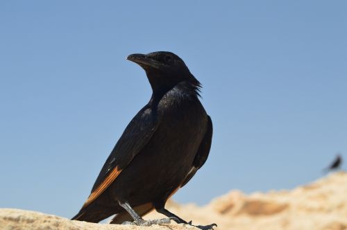 Paukštis, Izraelis, Masada