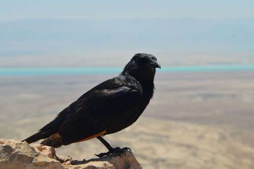 Paukštis, Negyvoji Jūra, Izraelis, Masada