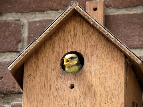 Paukštis, Pimpelmeesje, Birdhouse