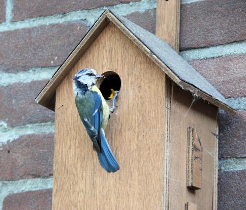 Paukštis, Pimpelmeesje, Birdhouse