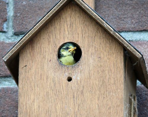 Paukštis, Pimpelmeesje, Birdhouse