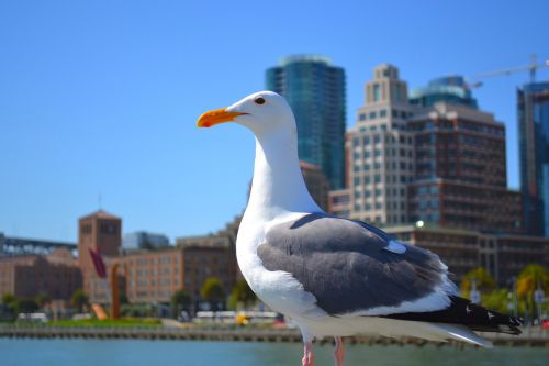 Paukštis, Kepuraitė, San Franciskas, Didelis Miestas