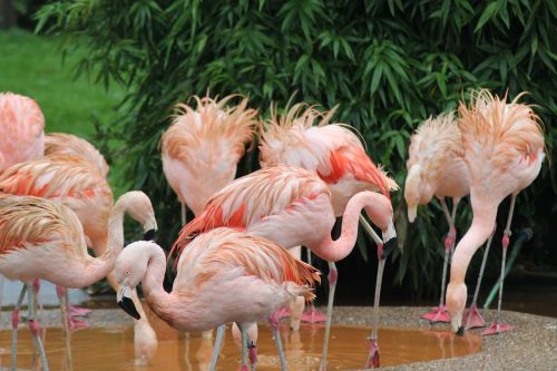 Paukštis, Flamingo, Gyvūnas, Rožinis, Vandens Paukštis, Plunksna, Plumėjimas, Tiergarten, Rožinis Flamingas, Zoologijos Sodas