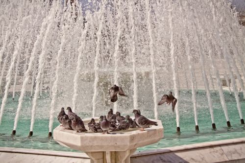 Paukščiukų Baseinas, Balandžiai, Fontanas, Paukščiai, Plaukti, Istanbulas, Turkija, Gyvūnai
