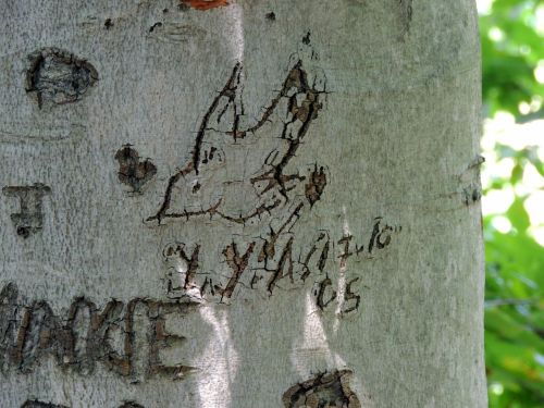 Paukštis,  Raižyti,  Medis,  Bagažinė,  Žievė,  Grafiti,  Paukštis Iškirpta Medyje