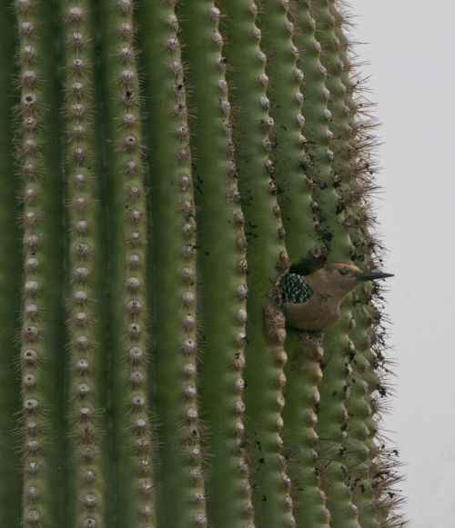 Paukštis,  Paukščiai,  Saguaro,  Kaktusas,  Dykuma,  Laukinė Gamta,  Gamta,  Paukštis Saguaro Kaktusas