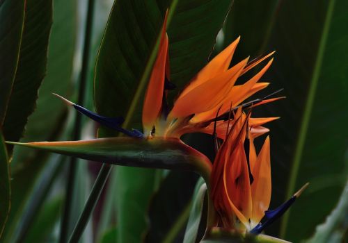 Rojaus Paukštis, Gėlė, Karališkieji Botaniniai Sodai, Hamilton Ontario, Atogrąžų, Smailo Žiedlapiai