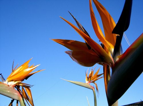Rojaus Paukštis,  Gėlė,  Pietų Afrika,  Strelitza,  Krano Gėlė,  Oranžinė Gėlė,  Oranžinė