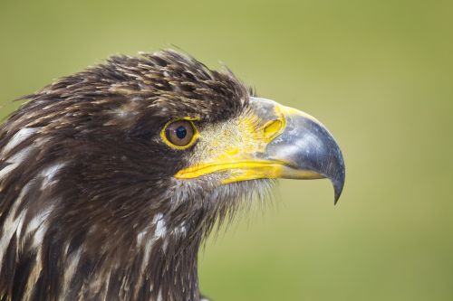 Plėšrusis Paukštis, Erelis, Paukštis, Zoologijos Sodas, Snapas