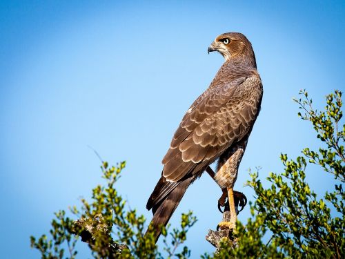 Plėšrusis Paukštis, Falcon, Raptoras, Paukštis, Gyvūnas, Pietų Afrika
