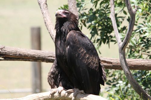 Plėšrusis Paukštis, Paukštis, Raptoras