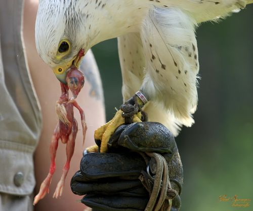 Plėšrusis Paukštis, Paukščiai, Gamta, Gyrfalcon, Valkas, Paukštis