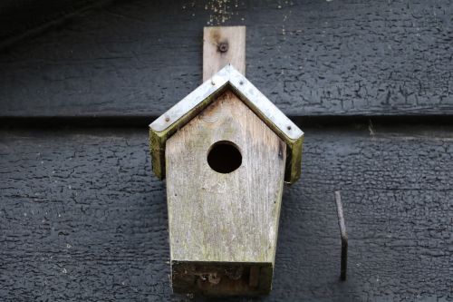 Birdhouse, Tvartas, Paukštis