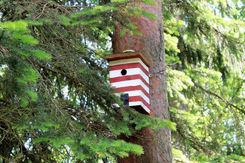 Birdhouse, Dėžė, Lizdas, Paukštis, Miškas, Gran, Pir, Raudona, Sodas, Žalias, Vasara, Žievė, Gamta, Balta, Spalvos, Medis, Forrest Sklypas