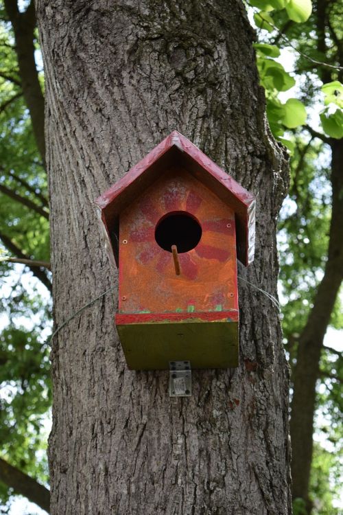 Birdhouse, Paukštis, Namai