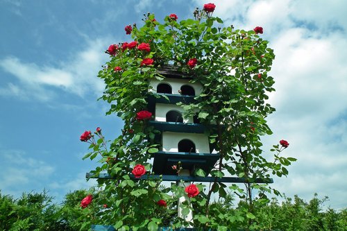 Birdhouse,  Gėlės,  The Rose Įvorė Pnącej,  Išaugo,  Raudonas