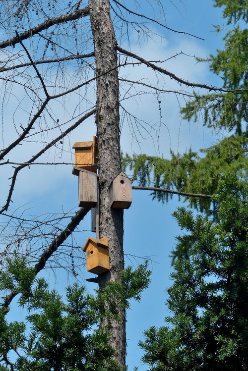 Birdhouse,  Medis,  Gamta