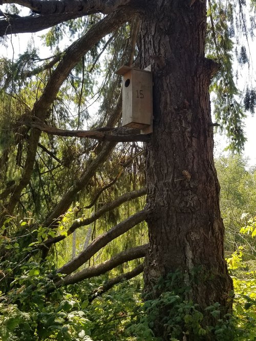 Birdhouse,  Medis,  Miškas