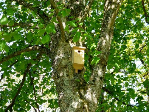 Birdhouse, Medis, Lapai