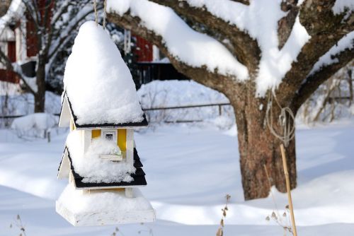 Birdhouse,  Žiema,  Gentis,  Sniegas