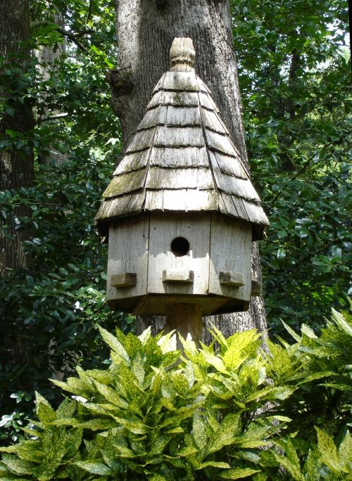 Birdhouse, Gamta, Apdaila